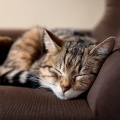 Música del domingo por la mañana、Solo para gatos、Guarida de música de gatos - El Toque Sedoso De La Piel