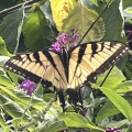 Butterfly (Explicit)