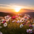 Alaska Valley、Tranquil Tides、Relaxation Music Shades - Soft Rain On The Pond