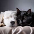 Orchestra For Pet Relaxation