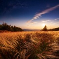 Find Your Balance、Sacred Music Collectors、Tibetanian - Beneath The Canopy Of Sound