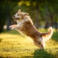Orchestra Of Joyful Tails: Orchestral Music For Dogs