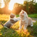 Serenidad en seres、Colección de Ruidos Bellos、Proyecto de ley de vida silvestre - Vibraciones Relajantes Para Mascotas