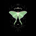 my beautiful moth