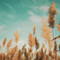 갈대숲에 머무는 가을바람 (River Reeds and the Autumn Breeze Return)