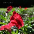 노랑풍선 - 집중