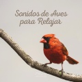 Sonidos De Aves - Sonidos de Aves para Relajar