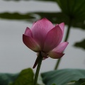 红满仓、隐儿 - 万千宠爱在一身