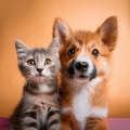 Melodías Suaves Para Mascotas En Noches Tranquilas
