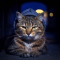 Cats' Chill Vibes: Gentle Hip Hop Beats