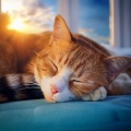 Música Para Gatos: Melodías Suaves Para La Relajación Felina