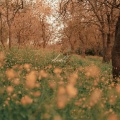 dwell