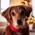 Dog Chillout Zone、Music for Feeling Better、Sound Bath - Furry Friend’s Peaceful Nap