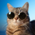 Sleepy Cat、Stress Relief Helper、Binaural Solfeggio - Resting on Warm Windowsills