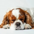 The Dog Music Legends、Gentle Experience、Binaural Recorders - Music Soothes Dog Minds