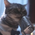 凑凑小猫 - 爱拼图