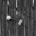Blinde - Wilted
