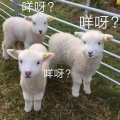 我爱你不问归期
