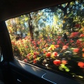 LIKE A Flower