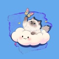 小白云 - 布偶猫