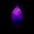 Embers - Fluorescent