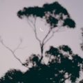 二龙戏珠（恶狼前进）