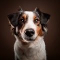 Music For Dogs: Calming Melodies For Your Loyal Companion's Rest And Relaxation