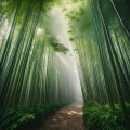 Relaxation Sounds、Peaceful Music Moments、Nature Sounds Collabo - Echoes Of The Forest