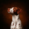 Dream Night: Hip Hop Beats for Dogs