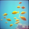 魚のブルース