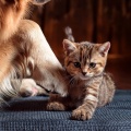 Supreme Pets、Feeling Drawings、Nordic Sound Waves - A Warm Embrace For Your Friend