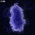 Genome