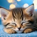Melodías Relajantes Para El Sueño Profundo De Los Gatos