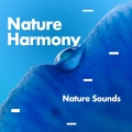Nature Sounds - Night Dream