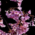 Soothing Glow - Purity