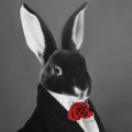 Amaria - Swing Rabbit ! Swing !