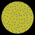 Collab 02