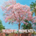 Beautiful Moments