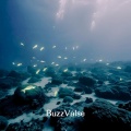 BuzzValse - Software