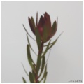 Loucani - Danza
