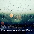 Costa Rica Rain Forrest Recording Corcovado National Park (360 Surround Sound 8D)