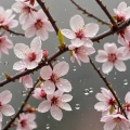 勉勉 - Spring Rain