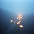 inboc - Like the Wind