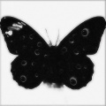 Moondeity - Butterfly Dream