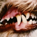 Lucius (Explicit)