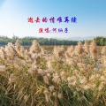 何仙子 - 逝去的情难再续