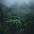 Short Nature