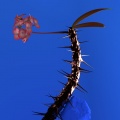 Flume、Kučka - Hyperreal