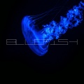 BLUEFISH