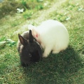 ZICO - She′s a Baby